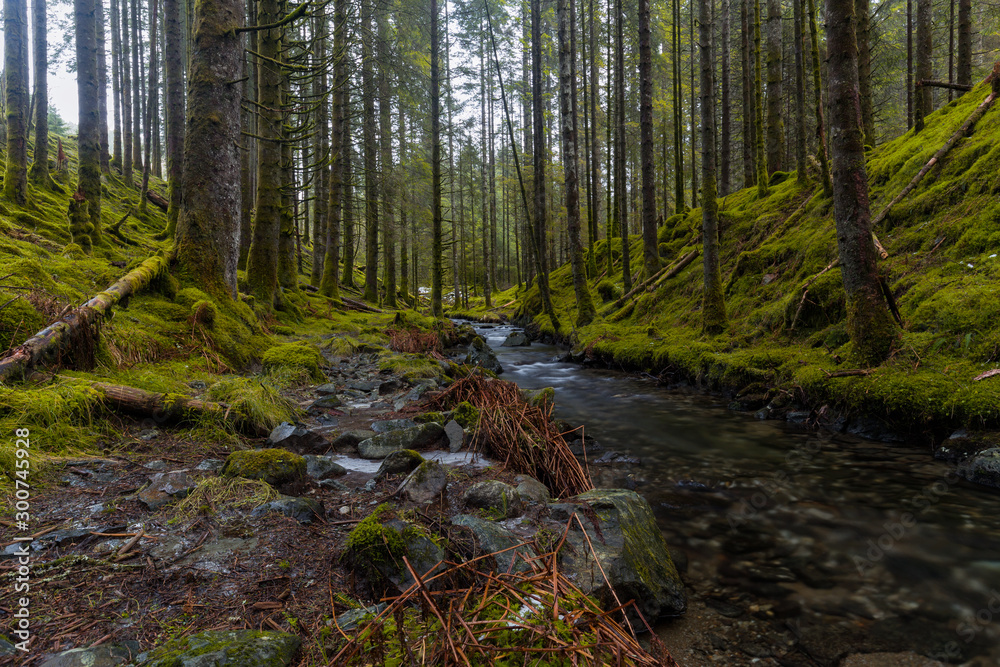Spruce forest river Spruce forest river