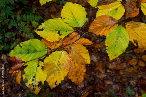 Leaves of a Beech tree in autumn