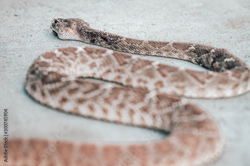 Rattle snake closeup. Venomous snakes. Danger animals closeup. Mexican animals. Ensenada. Baja California. Mexico.  photo