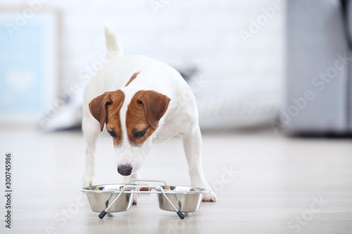 Beautiful Jack Russell Terrier dog eating dry food from bowl
