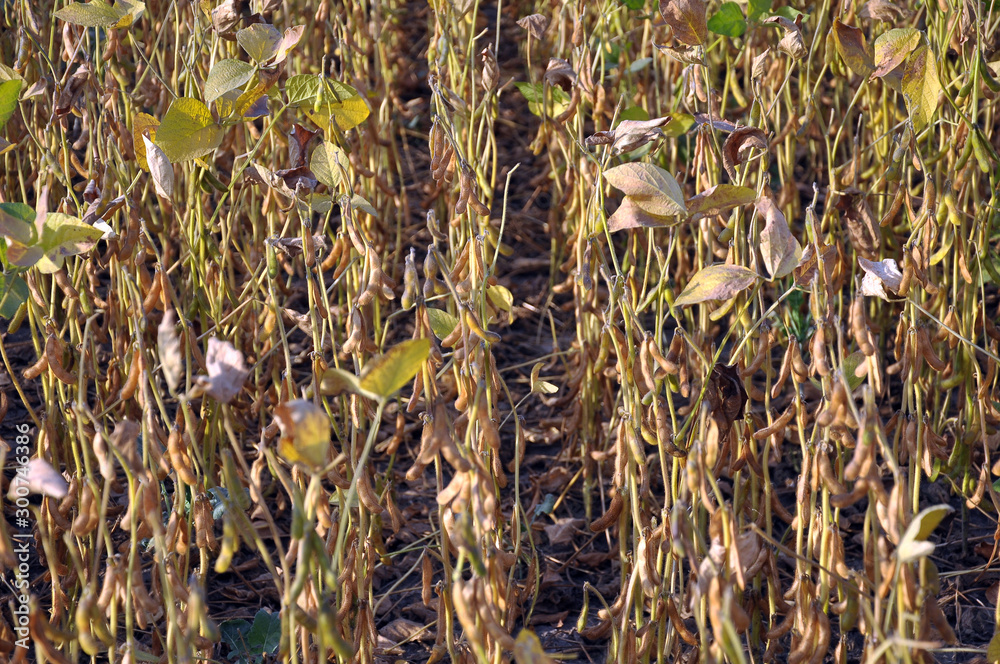 Soybeans ripen on the farmer's field Soybeans ripen on the farmer's field
