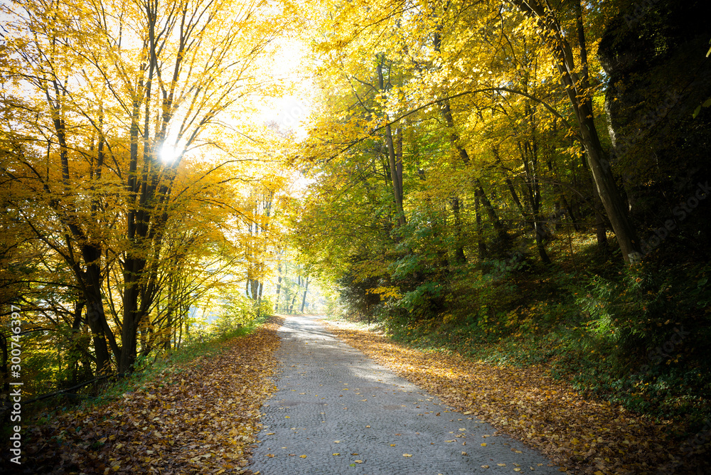 Obraz premium Jesienny blask