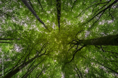 Looking up at the canopy