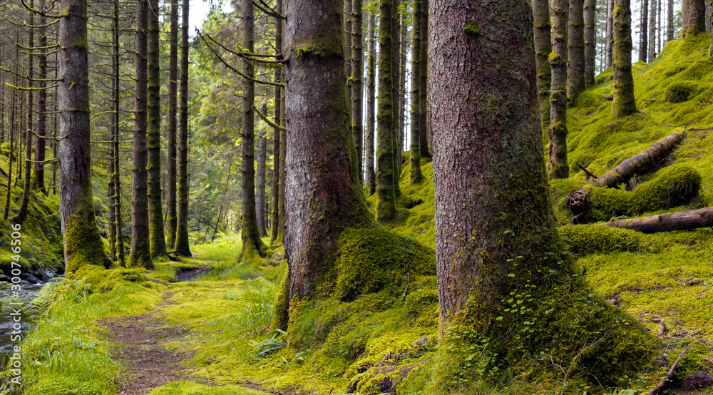 Spruce forest path Spruce forest path