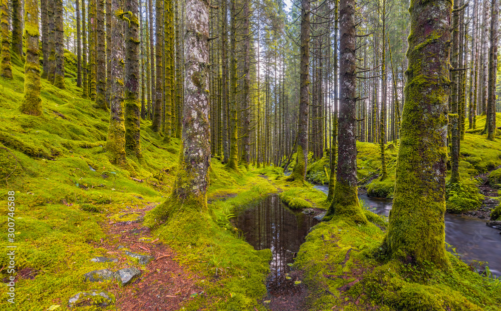Fototapeta premium Spruce forest path and pond