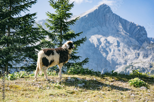 Bergschaf photo