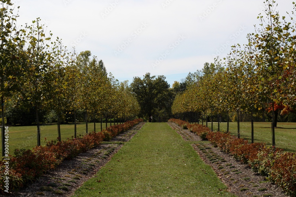 The autumn trees in a row in the garden at the park.
