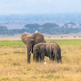 Herd of elephants in the savannah in the Serengeti park, the mother and a baby elephant walking with western cattle egrets on the grass