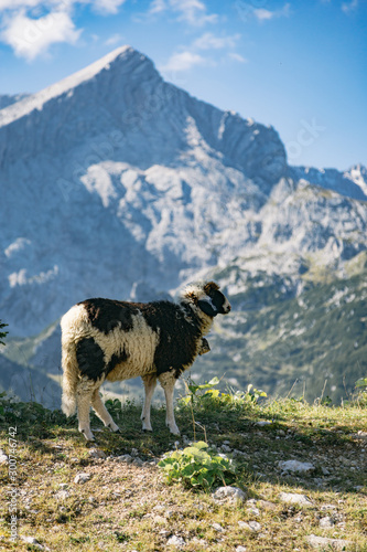 Bergschaf