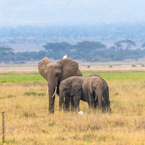 Herd of elephants in the savannah in the Serengeti park  the mother and a baby elephant walking with western cattle egrets on the grass