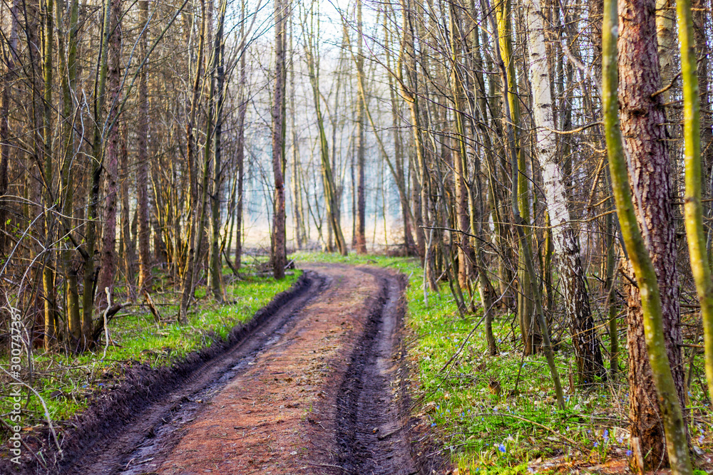 Spring forest with dirt road between trees_ Spring forest with dirt road between trees_