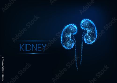 Futuristic glowing low polygonal human kidneys isolated on dark blue background.