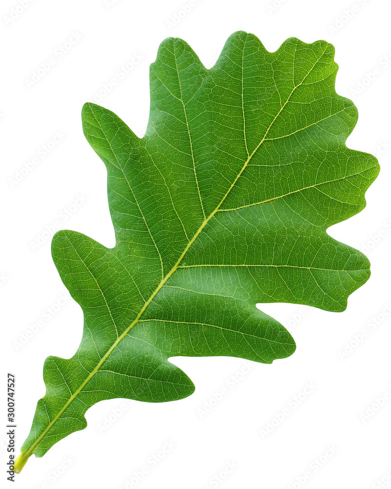 green oak leaf isolated on white background. green oak leaf isolated on white background.