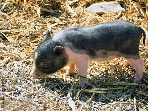 black and white piglet, baby animal photo