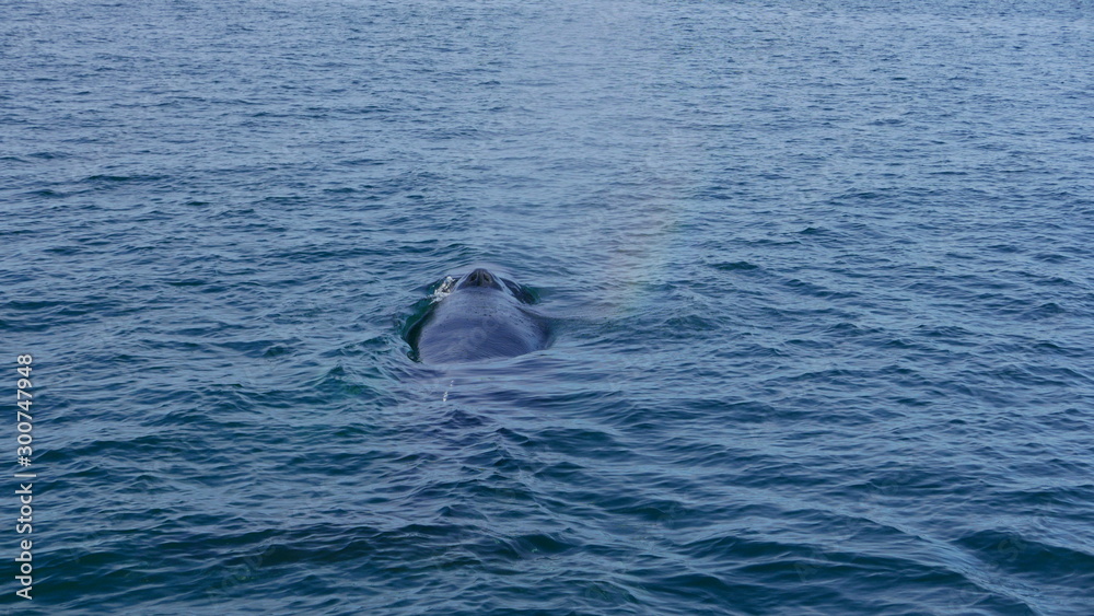 Fototapeta premium whale in water