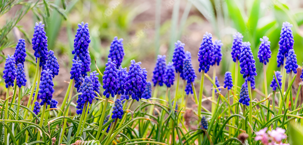 Obraz premium Blue flowers muscari among greens on a sunny day_