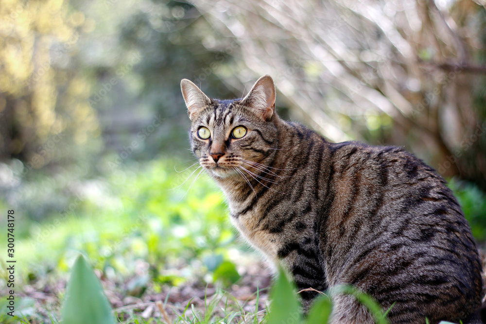 Alert cat in the garden