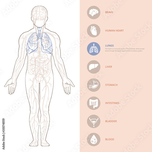 Human body anatomy infographic of the structure of human organs. 