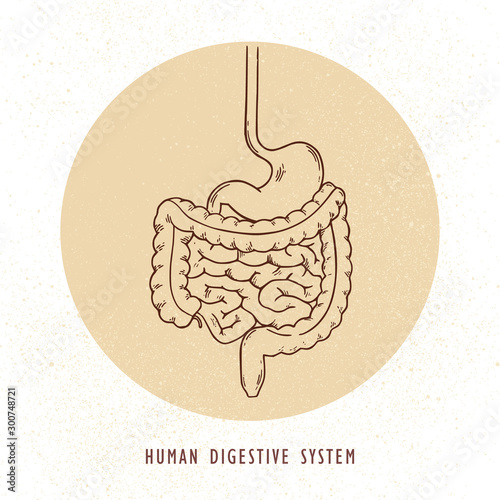 Vector human hand-drawn digestive system illustration.