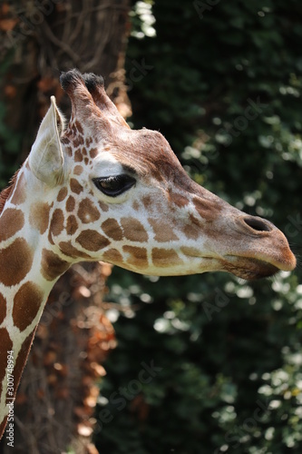 Photography Portrait Of Giraffe