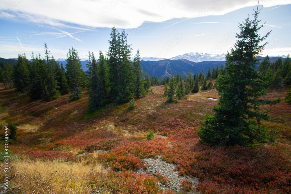 red fall colors of heather in fall during a hiking trip in the austrian mountains red fall colors of heather in fall during a hiking trip in the austrian mountains
