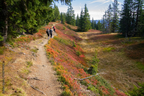 Hiking in the Austrian mountains with red and orange fall colors of heather