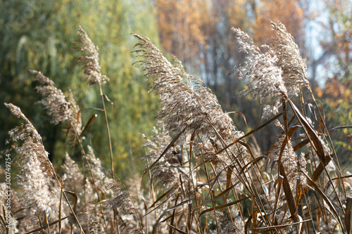 thickets of common reed, widespread perennial herbaceous plants of the Zlaki family, or Myatlikovye. Autumn day photo