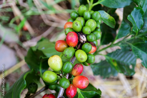 Bunch of Ripening Coffee Cherries on the Tree Branch