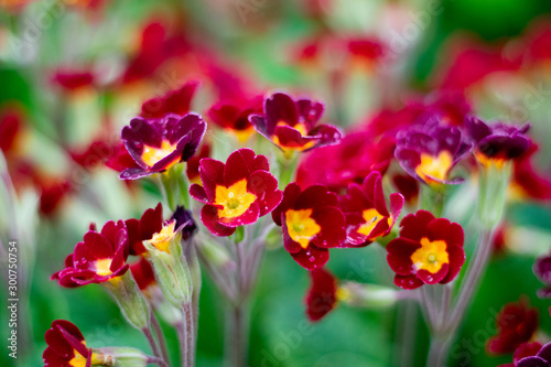 Vivid forget-me-nots in a garden