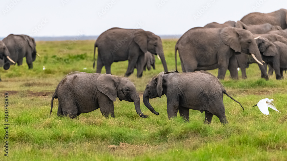 Fototapeta premium Two young elephants playing together in Africa, cute animals in the Amboseli park in Kenya