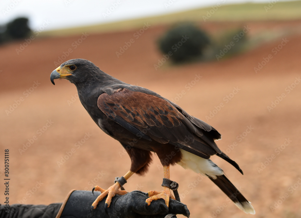 Fototapeta premium eagle