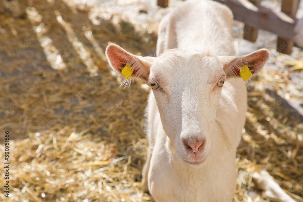 Portrait of domestic white goat with yellow ear tags posing in outdoor stable