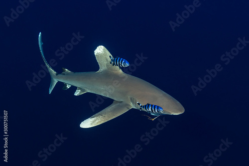oceanic whitetip shark with a fishing hook with pilot fishes in the deep , Daedalus reef, Red Sea, Egypt photo