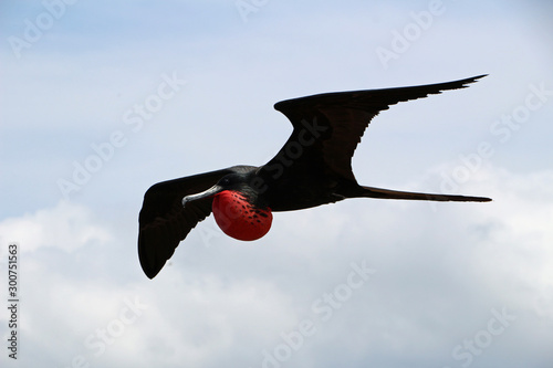 Obraz na plátně Flying male frigate bird in the Galapagos Islands