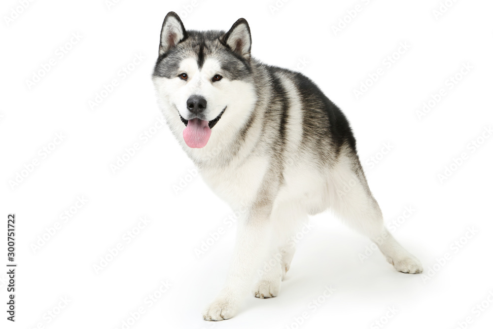 Malamute dog isolated on white background Malamute dog isolated on white background