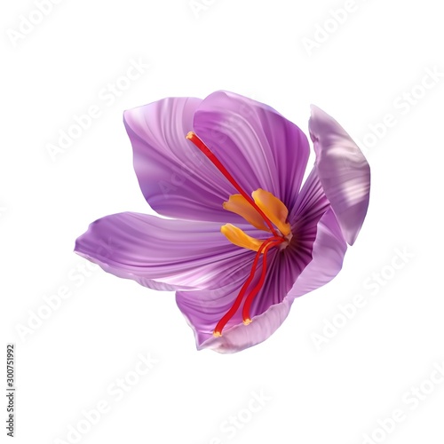 Saffron flower Bud open close-up. Seasoning expensive saffron photo