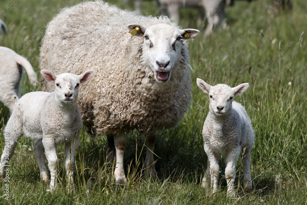 Fototapeta premium Sheep Mother with Two Lambs
