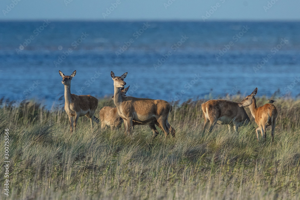 Fototapeta premium rotwild am meer
