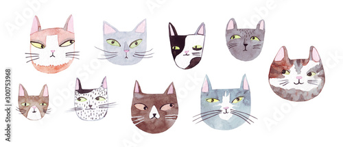 Photography Cute cats collection on white background
