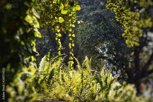 green leaves of a tree