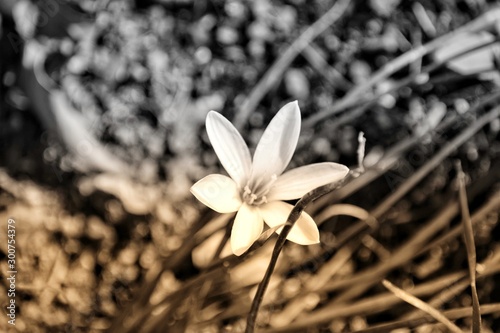 flowers on a background