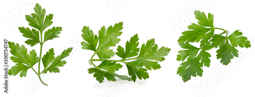 collection of parsley leaves isolated on a white background photo