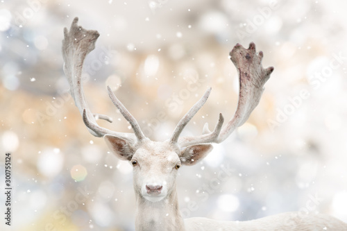 Portrait of white fallow deer in winter time. Beautiful bokeh background. © Lukas Gojda
