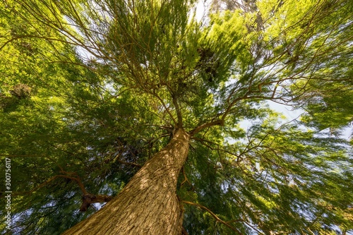Arbre très haut en contre-plongée