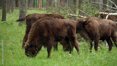 wisent, zubr or aurochs №30 - a large wild Eurasian ox that was the ancestor of domestic cattle. It was probably exterminated in Britain in the Bronze Age photo