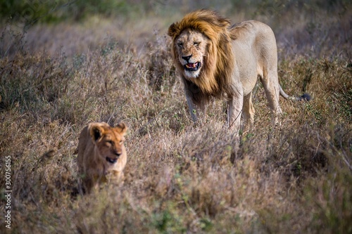 Löwe mit Nachwuchs photo