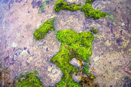 Closeup shot on green grass Moss background
