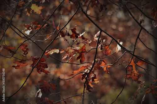 branches of a tree with red autumn leaves