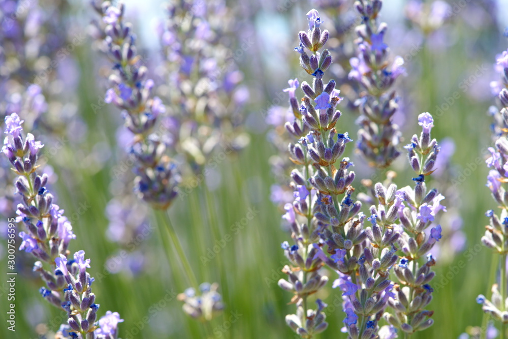 Obraz premium Lavender flowers