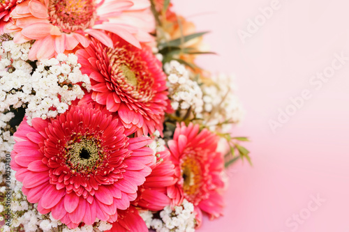 Close up pink vivid Gerbera and white gypsophila beautiful Bouquet on pink backdrop. Festive birthday present template  Valentine   s Day concept  flower shop delivery picture  copy space.